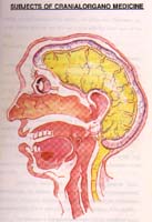Cranial Organo Medicine