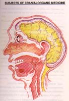 Cranial Organo Medicine