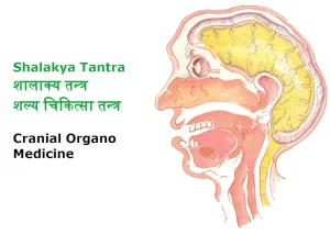 cranial-organo-medicine